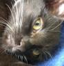 Katze 2 - Stinker