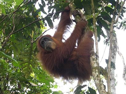 Orang-Utan