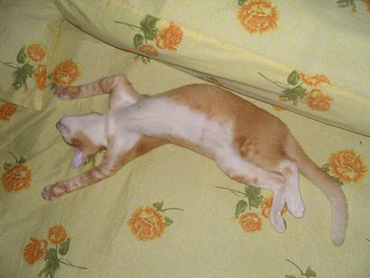 Katze in Bernds Bett