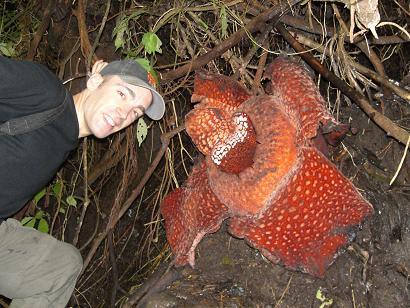 Rafflesia Bluete